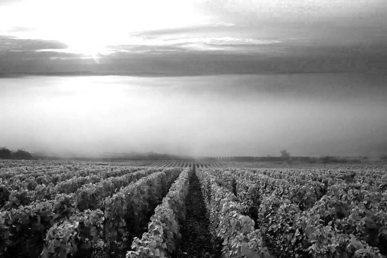Camille Olry-Roederer