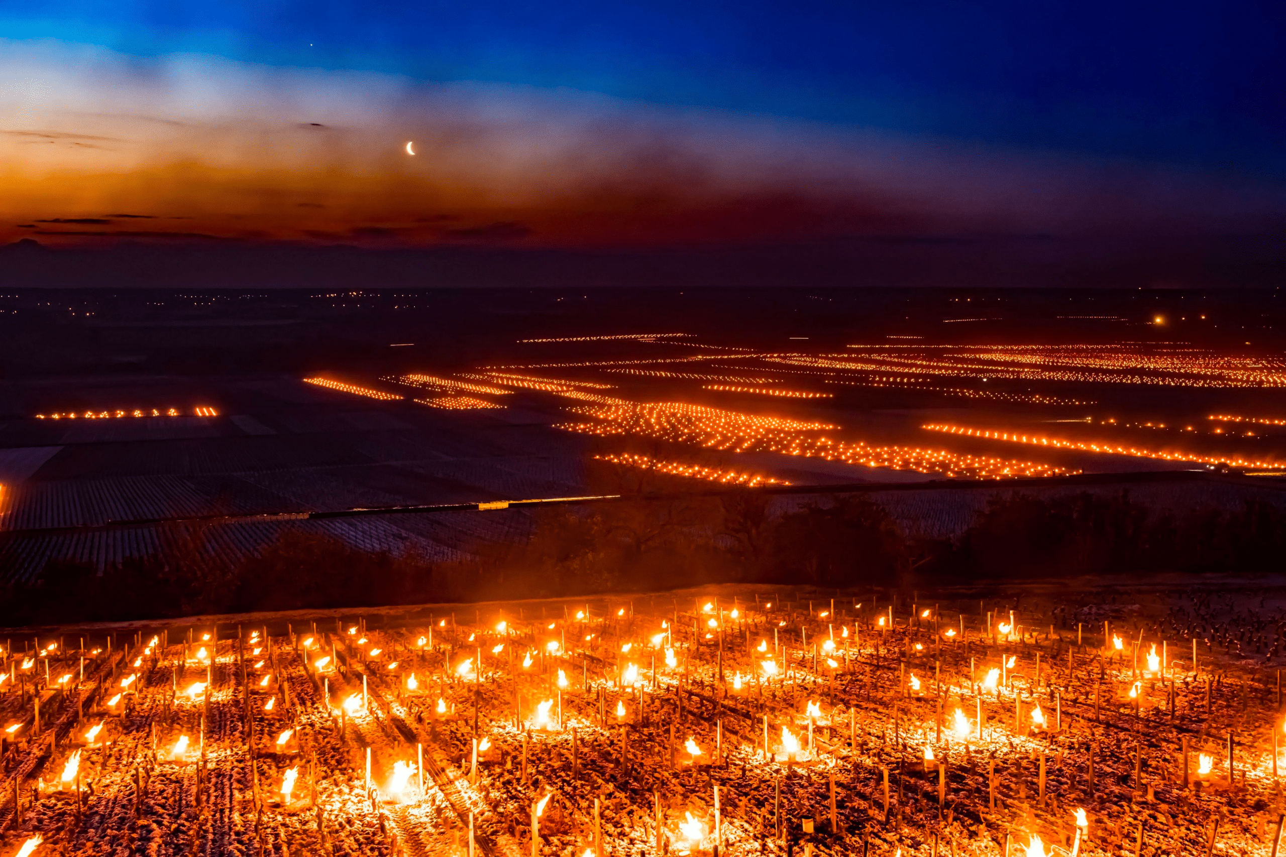 de Coninck Wine Merchant Quality Burgundy with low yields, selective for some