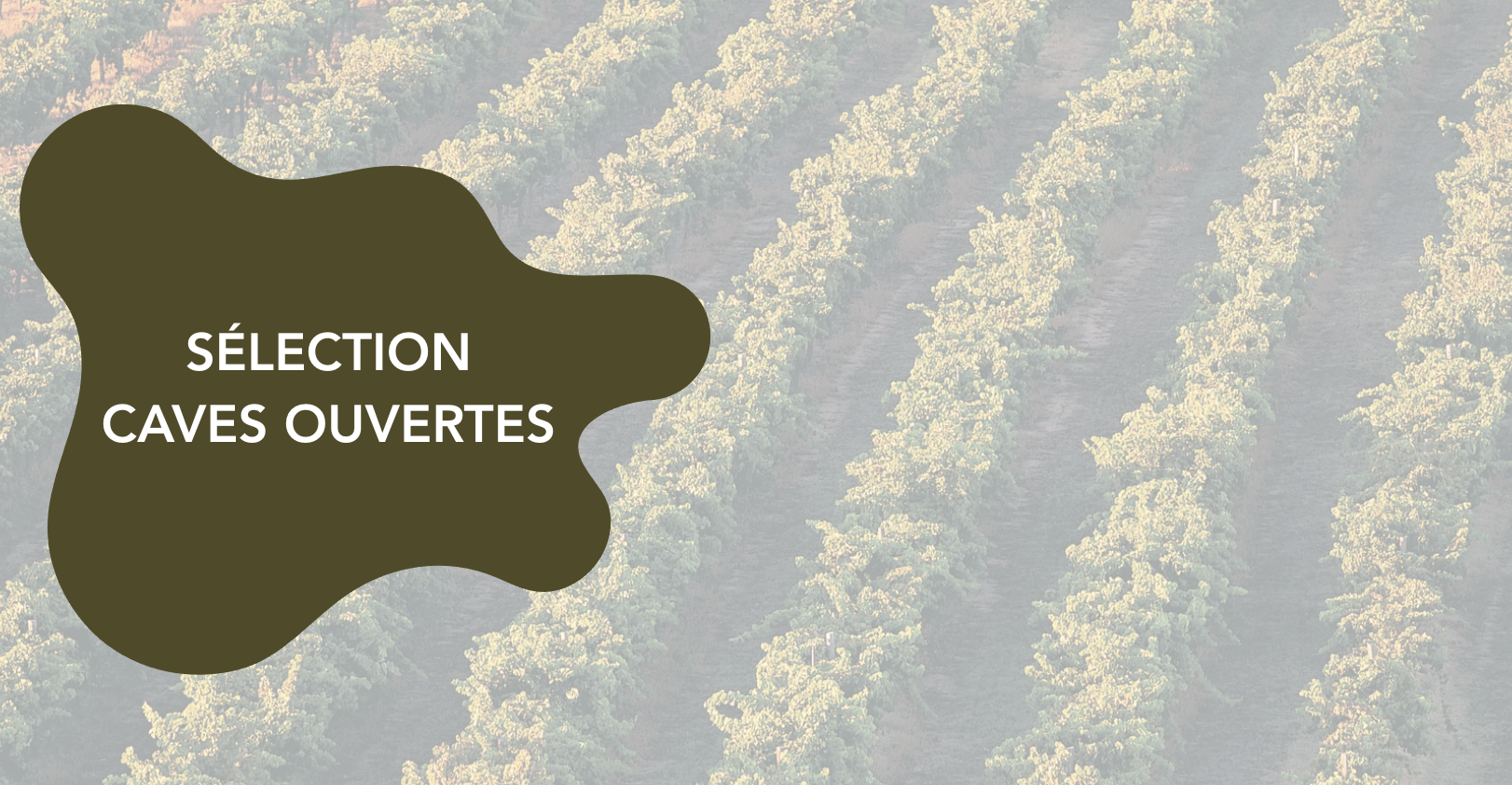 de Coninck Wine Merchant Vente de Vins - Champagnes & Spiritueux